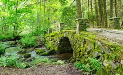 elkmont troll bridge covered in moss