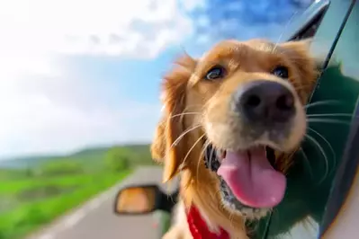 Dog riding in the car to Smoky Mountain vacation rental 