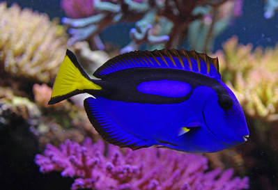 regal blue tang
