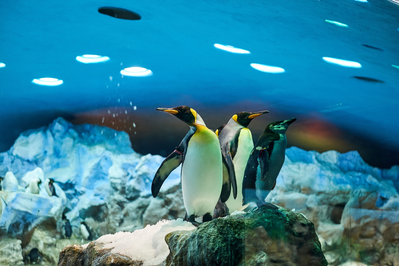 penguins