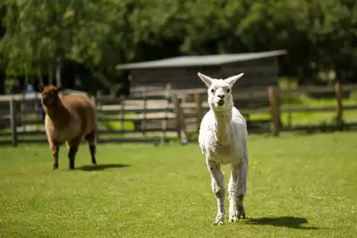 llamas