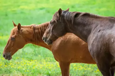 horses in a field