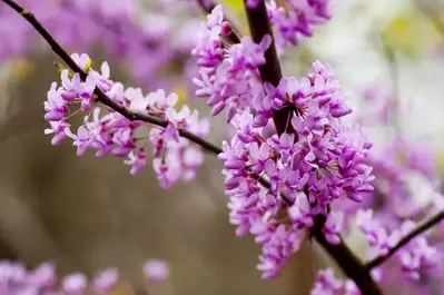 pink flowers