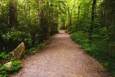 hiking trail in Great Smoky Mountains
