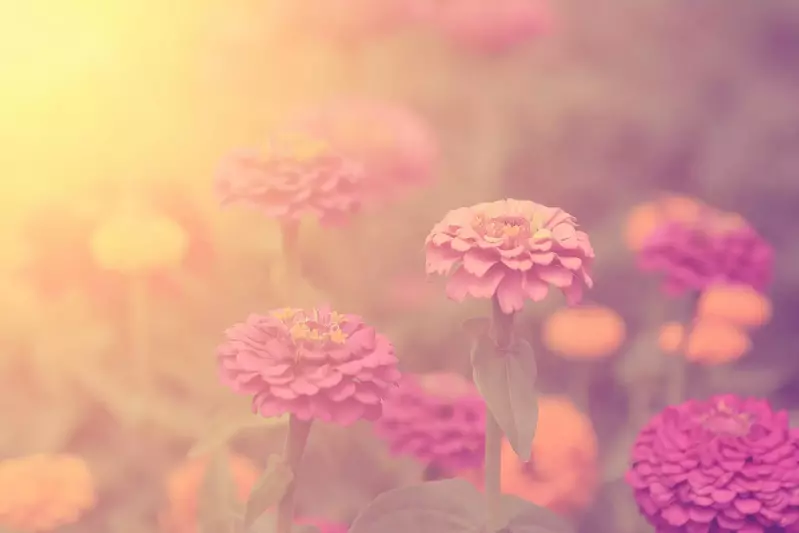 Wildflowers in the sun