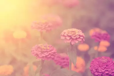 Wildflowers in the sun