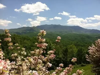 smokies in spring