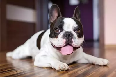 Happy_dog_in_a_pet_friendly_Gatlinburg_chalet_rental