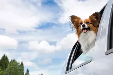 Happy_dog_riding_in_car_on_the_way_to_Gatlinburg