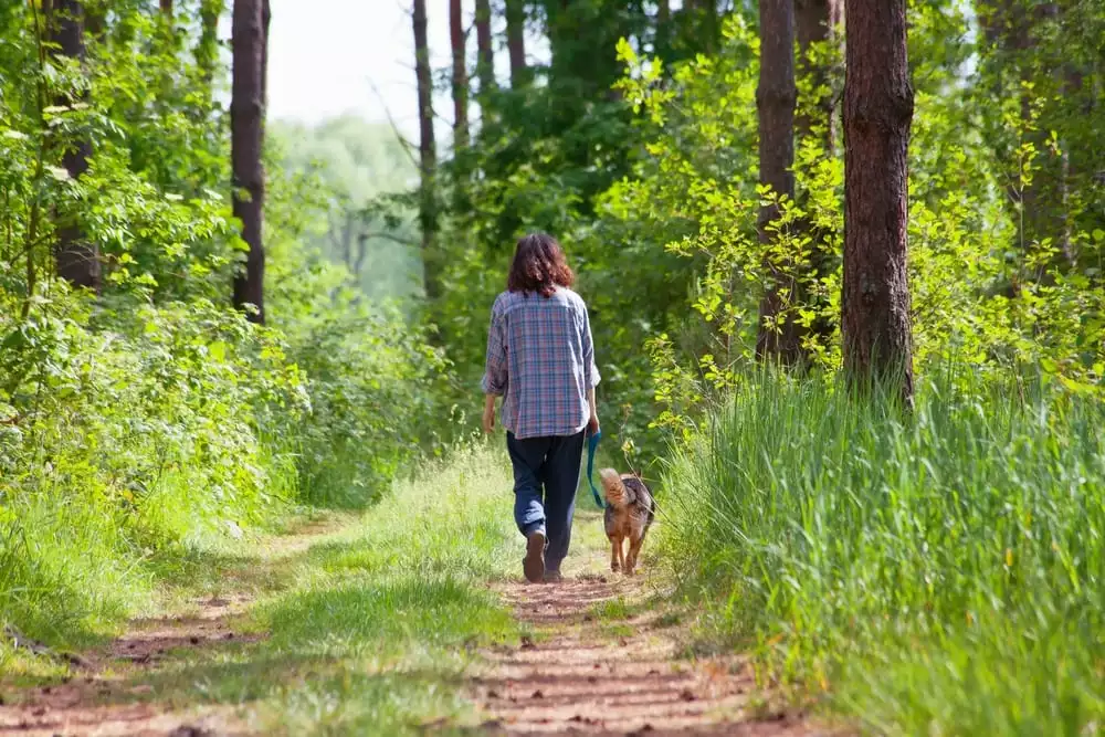 woman walking a dog