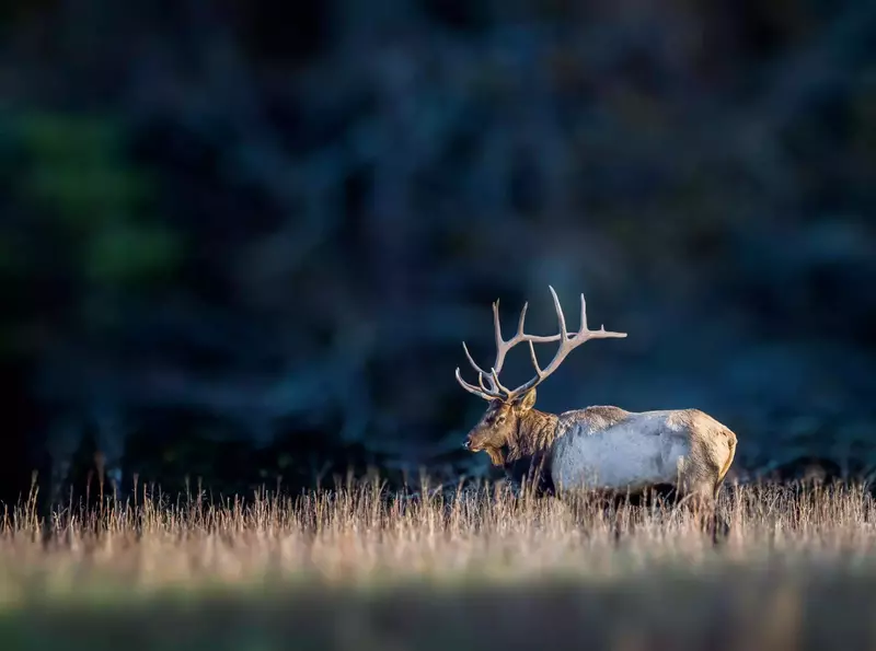 Elk in a field