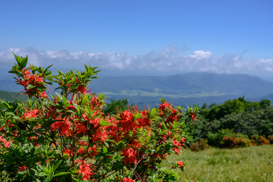 gregory bald has some of the best views in the smoky mountains