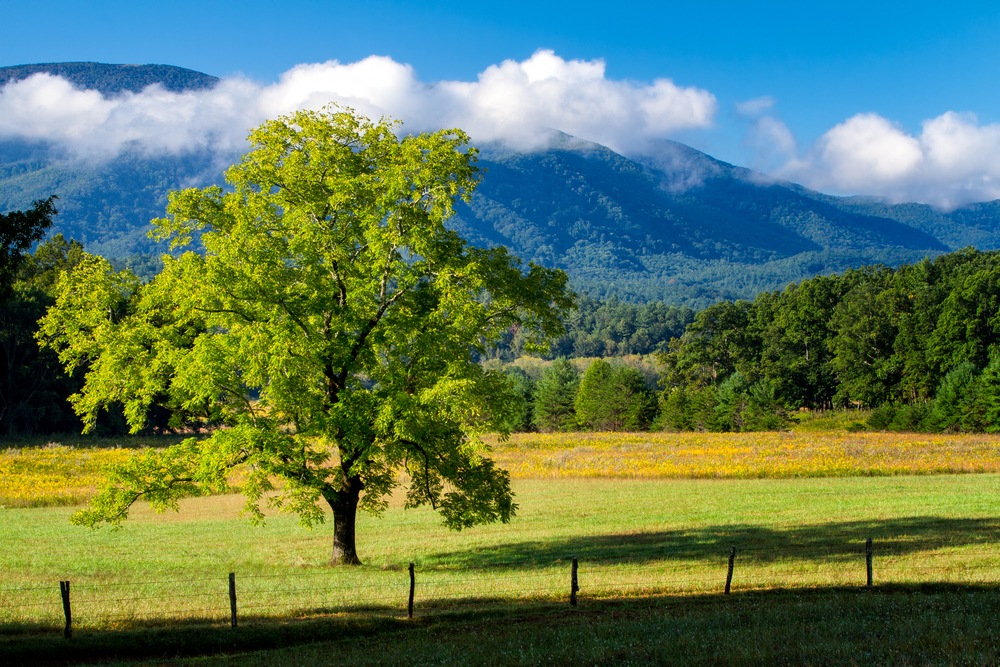 cades cove is home to one of the Tennessee hidden gems in the Smokies