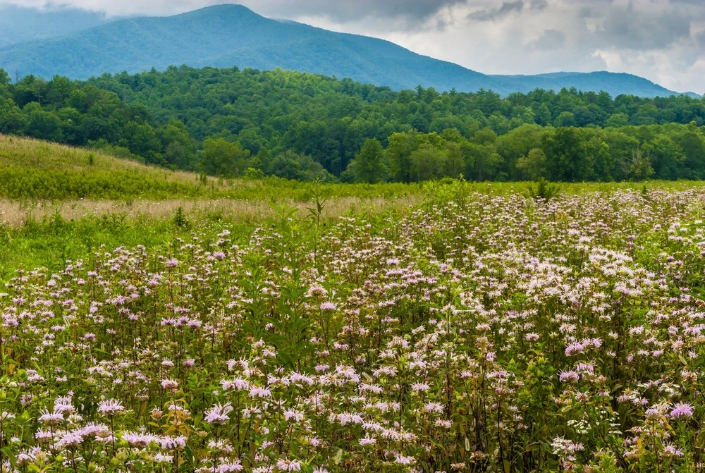 pink wildflowers in Cades Cove meadow