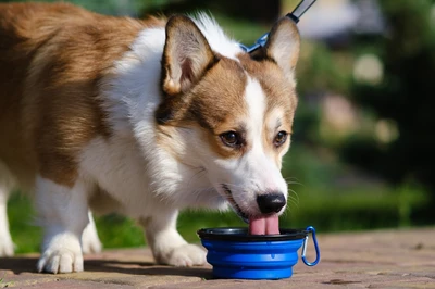 dog drinking water out of a portable bowl at park