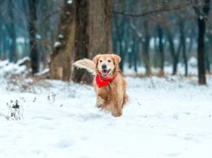 A_golden_retriever_with_a_red_bandana_running_through_the_snow