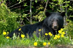 black bear in a field of wild flowers
