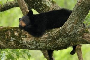 Black bear sleeping on tree limb in Smoky Mountains