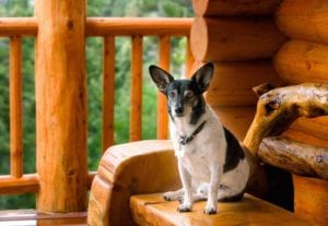 Dog sitting on the deck of a pet friendly cabin in Gatlinburg TN