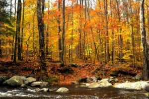 Fall_foliage_by_a_stream_in_the_Smoky_Mountains