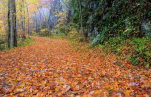 Scenic_fall_walk_near_our_cabins_to_rent_in_the_Smoky_Mountains