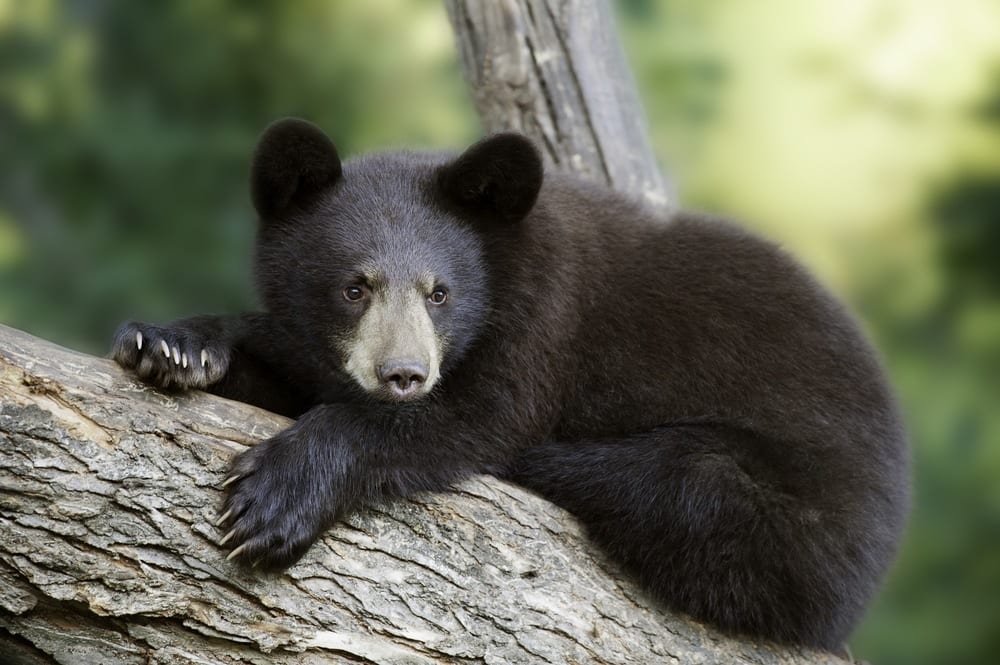young black bear on a tree