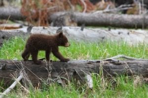 Bear cub walking on fallen tree