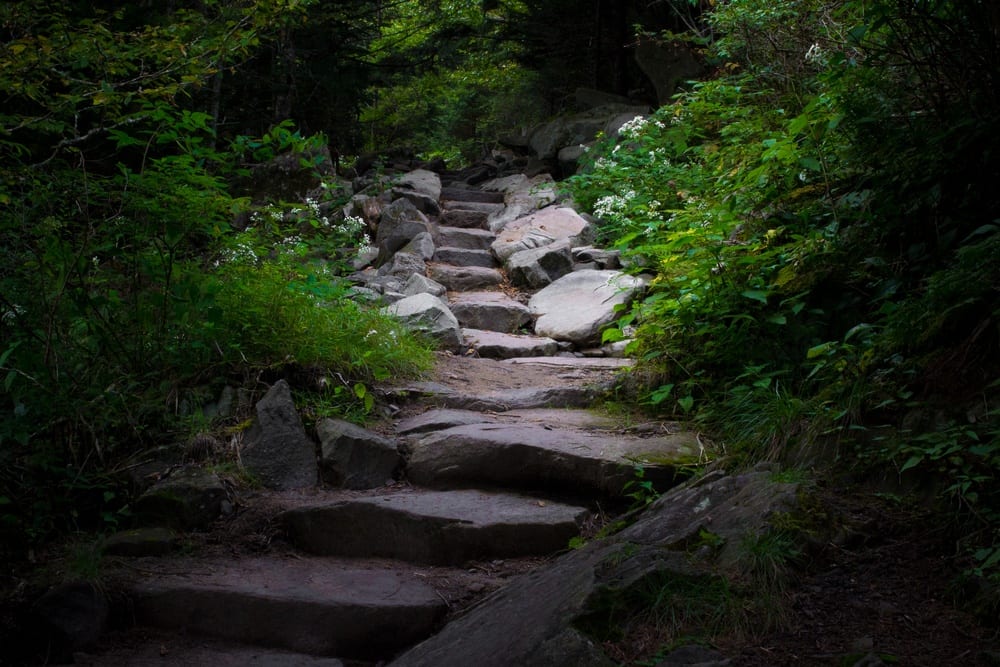 Steps along the Forney Ridge Trail, which leads to Andrews Bald.