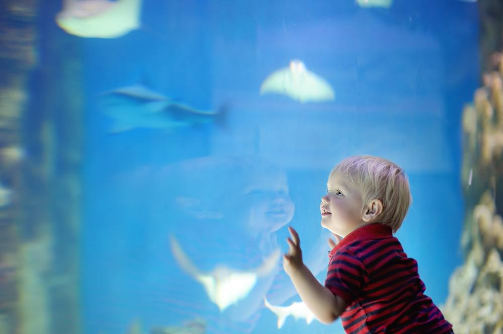 Toddler watches fish at Ripley's Aquarium of the Smokies