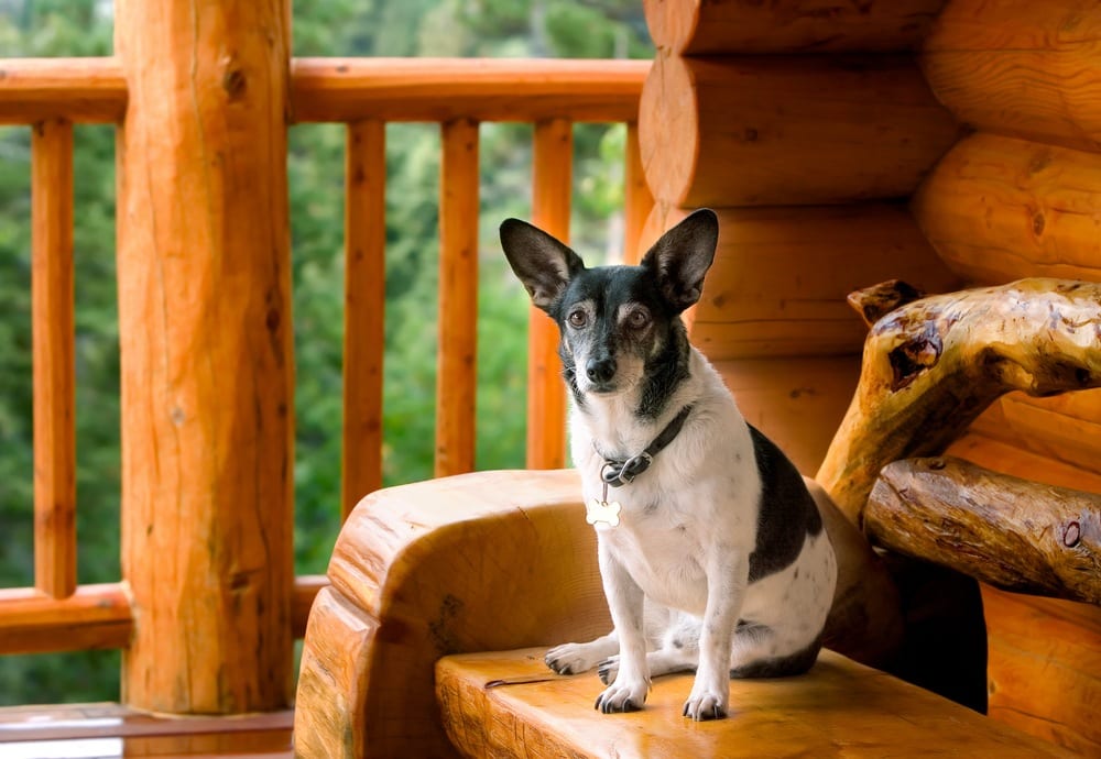 dog sitting on wooden bench at a cabin