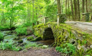 elkmont troll bridge covered in moss